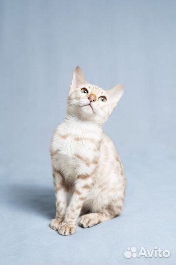 Бенгальский кот