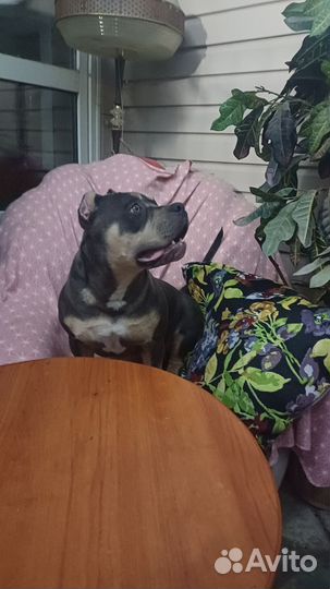 Американская буллЯ