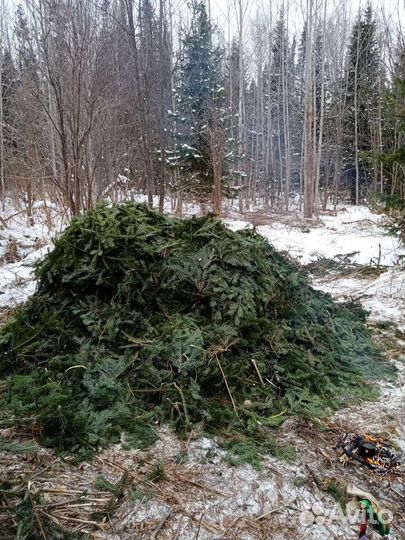 Продам пихтовое масло