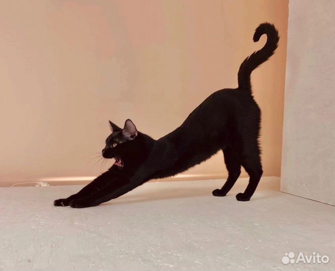 Передержка кошек / Зоогостиница