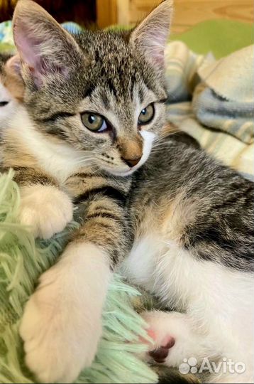 Девочка с миндалевидными глазами, котенок