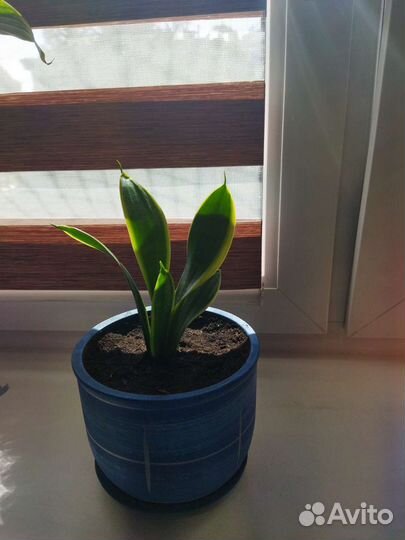 Сансевиерия сортовая