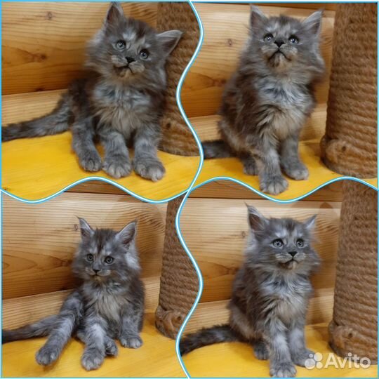 Шикарные котята мейн-кун серебро