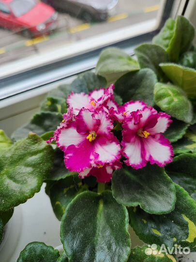 Фиалки цветущие в горшке