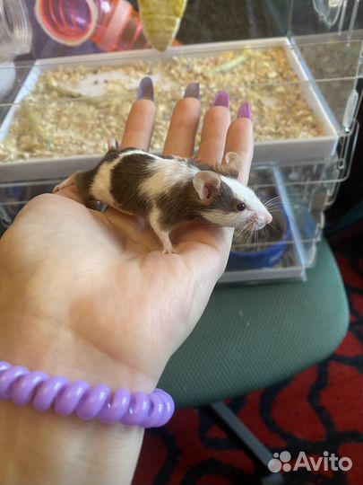 Мыши декоративные с клеткой