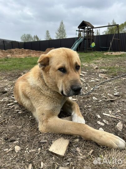 Отдам алабая