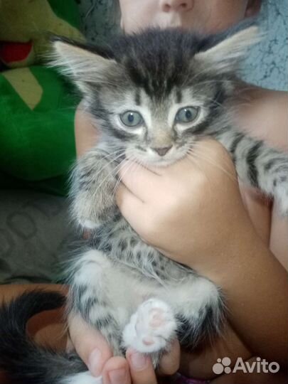 Кошки и коты бесплатно