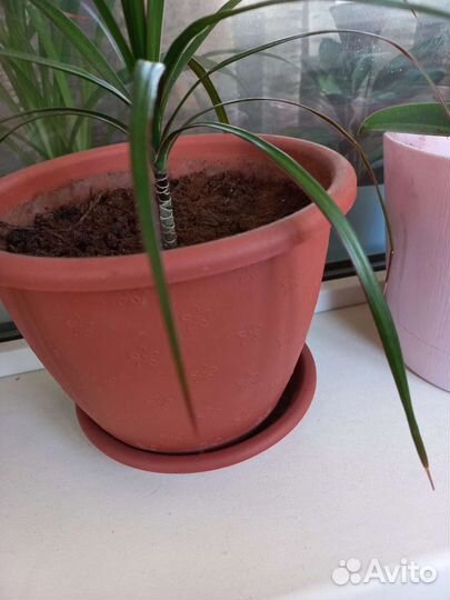 Драцена маргината пальма новая