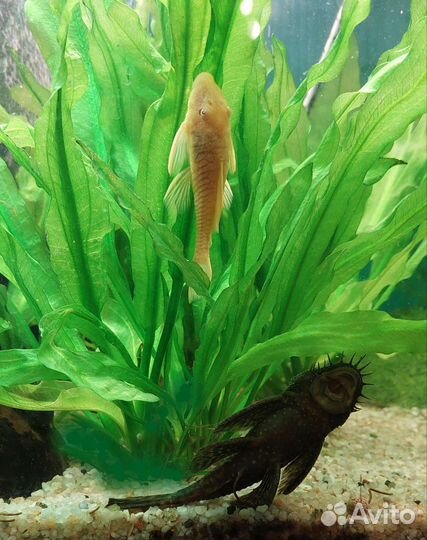 Скалярии, анциструсы