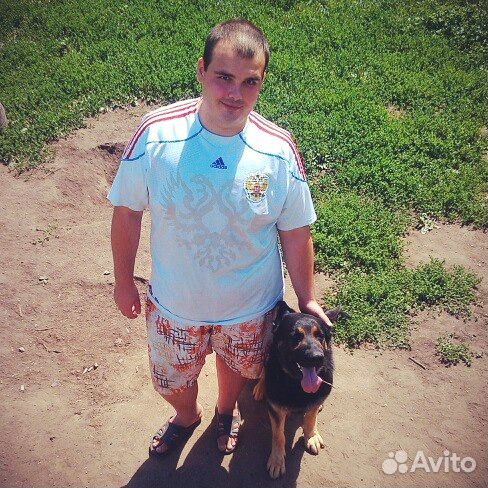 Выгул и передержка собак