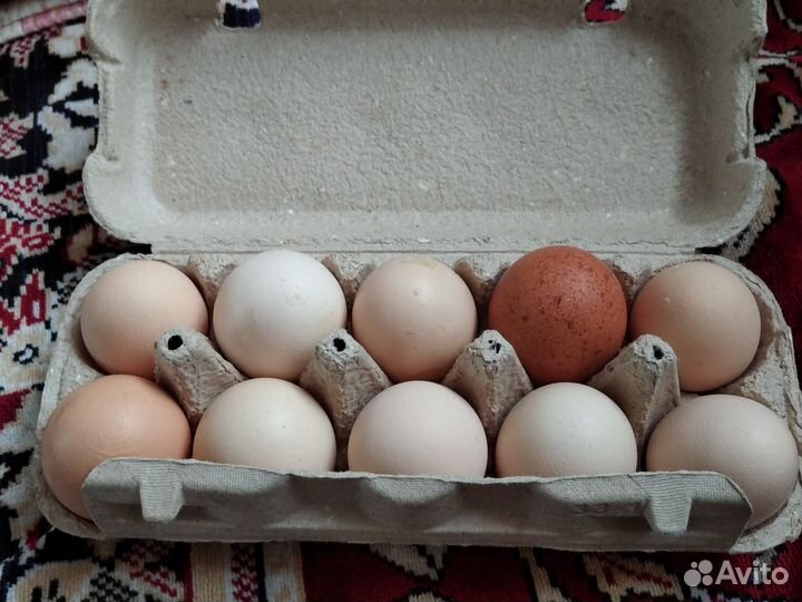 Яйцо для инкубации