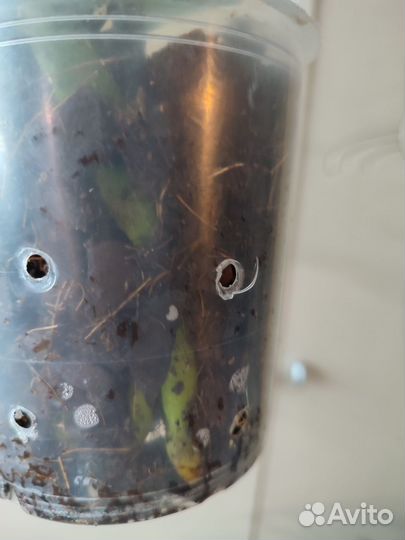 Орхидея фаленопсис