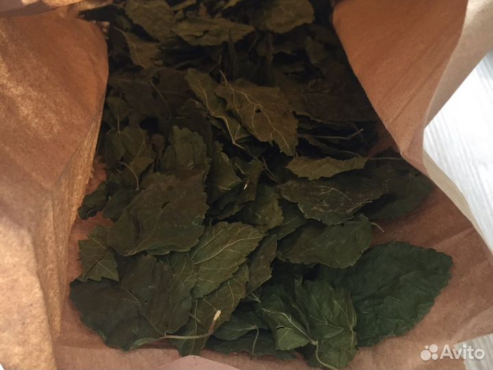 Лист березы