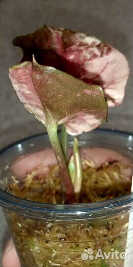 Сингониум Клубничный Лёд Galaxy