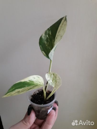 Замиакулькас, Марбл Квин, сингониум,эсхинантус др