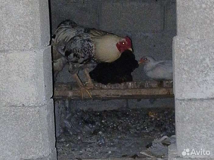 Петух домашний