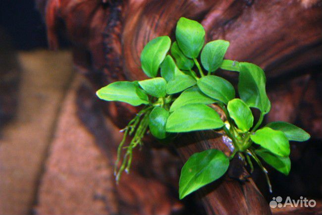 Продам аквариумные растения