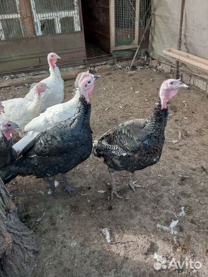 Индюки живым весом