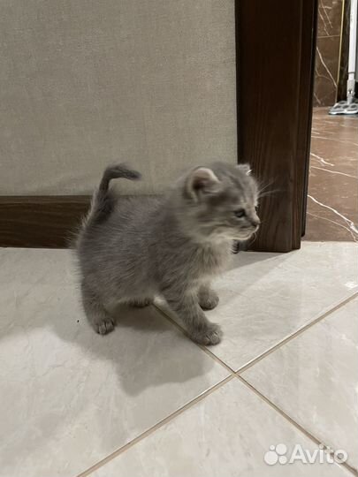 Сибирская кошка