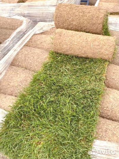 Рулонный газон