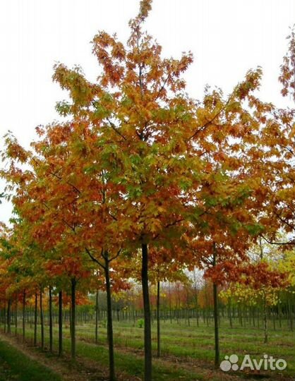 Дуб красный