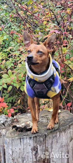 Кобель цвергпинчер вязка