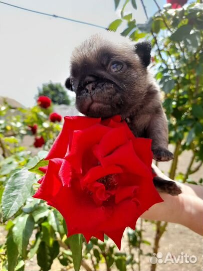 Щенки мопса