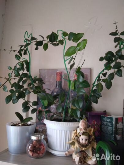 Эсхинантус мона лиза, взрослое растение