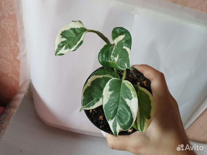 Сциндапсусы, эпипремнумы, сортовые