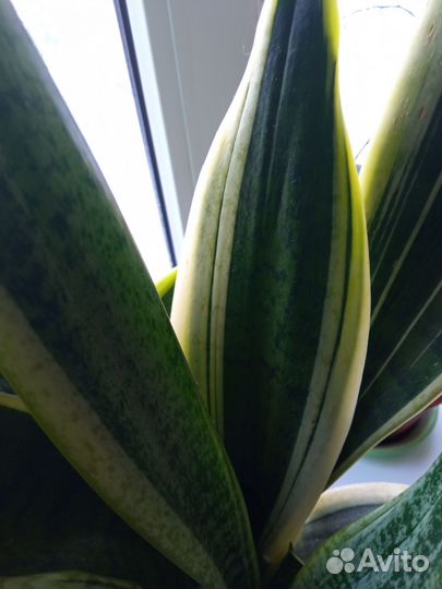 Сансевиерия лауренти