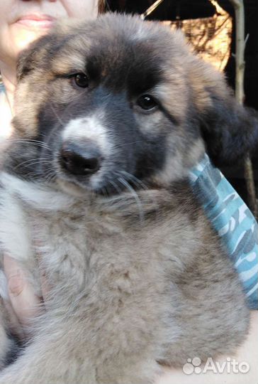 Щенок-девочка в добрые руки бесплатно