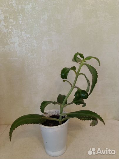 Каланхоэ лечебное