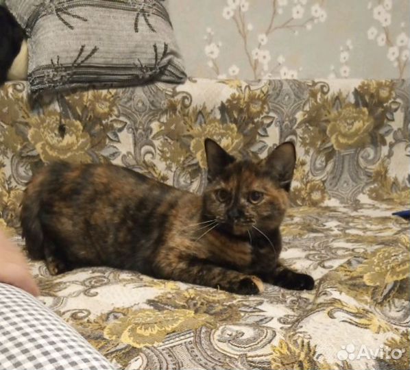 Кошка в дар бесплатно