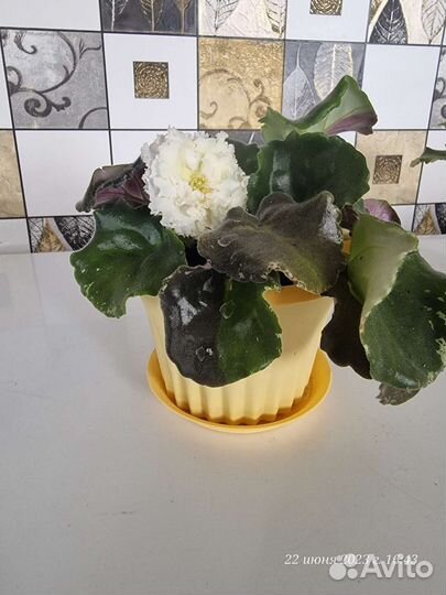 Фиалки цветущие и детки, стартеры