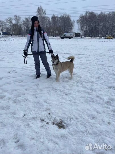 Красотка Дейзи (Собака из приюта)