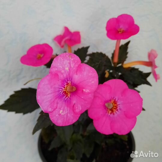 Ахименес длинноцветковый розовый