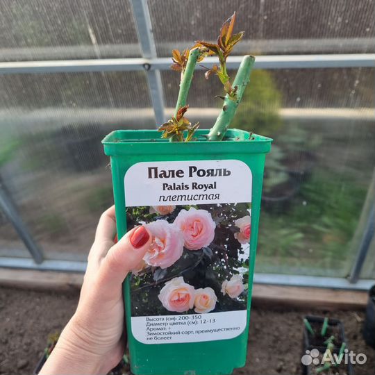 Розы флорибунда, спрей, чайно-гибридные