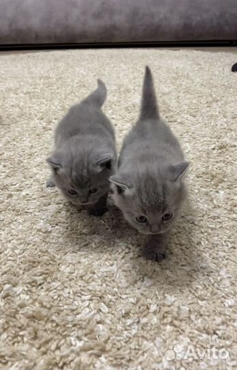 Шотландские котята
