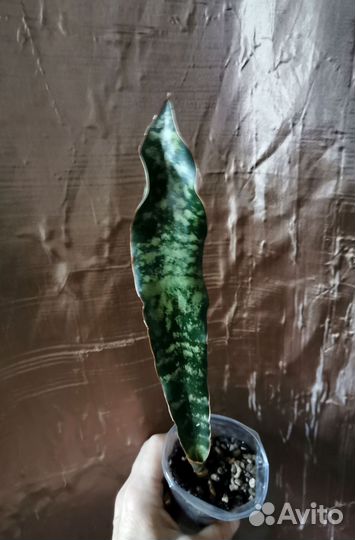 Сансевиерия