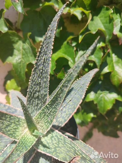 Алое декоративные сорта