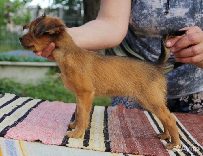 Щенок русского тоя, девочка