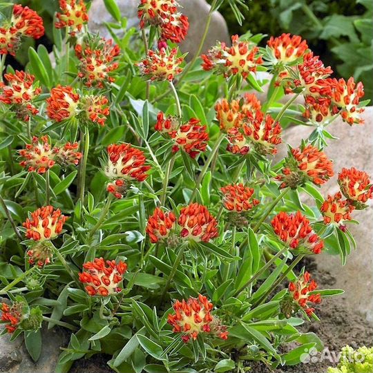 Многолетники садовые Антиллис Колокольчик