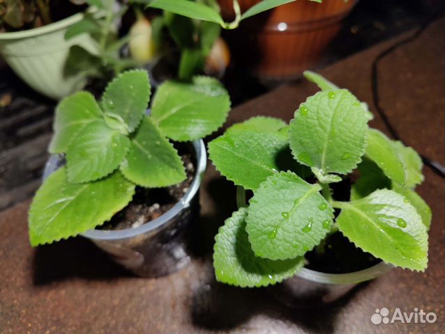 Мята домашняя