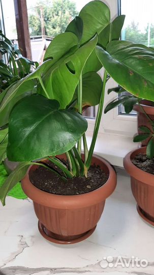 Цветы в ассортименте