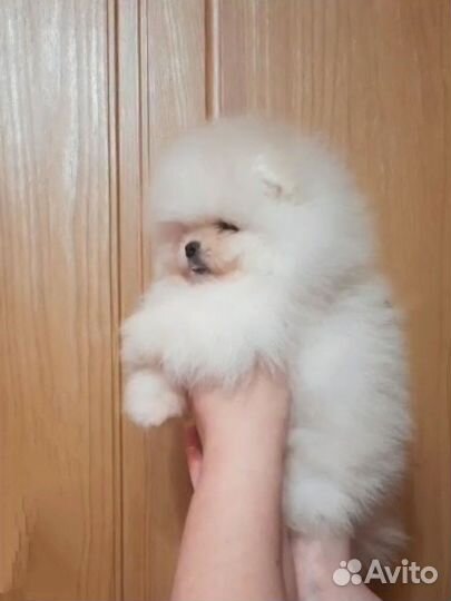 Померанский шпиц крем