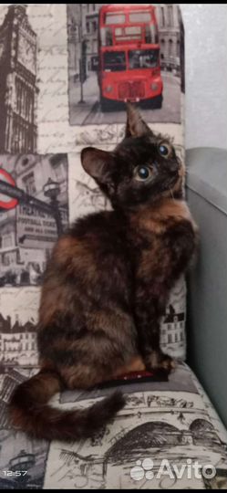 Котята в дар