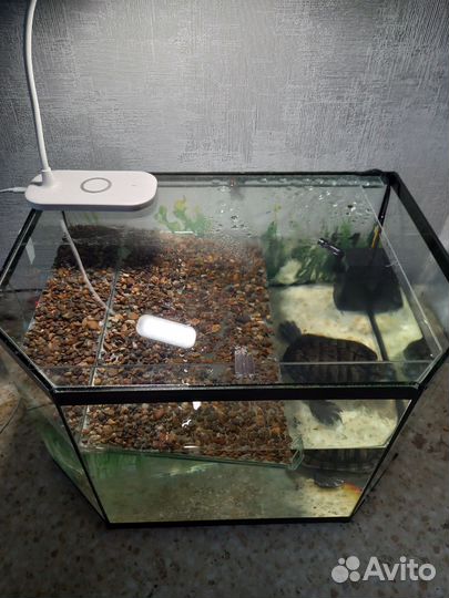 Аквариум для черепах 50 литров