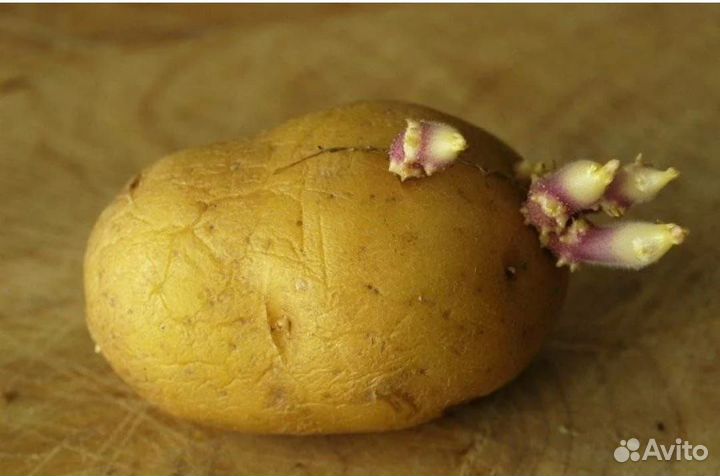 Картофель на посадку (Республиканская