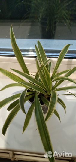 Хлорофитум оушен