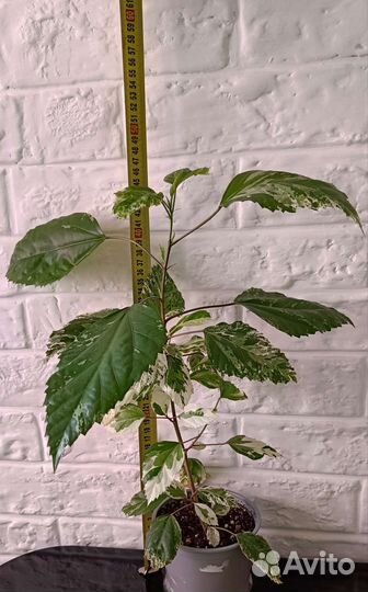 Разные комнатные цветы